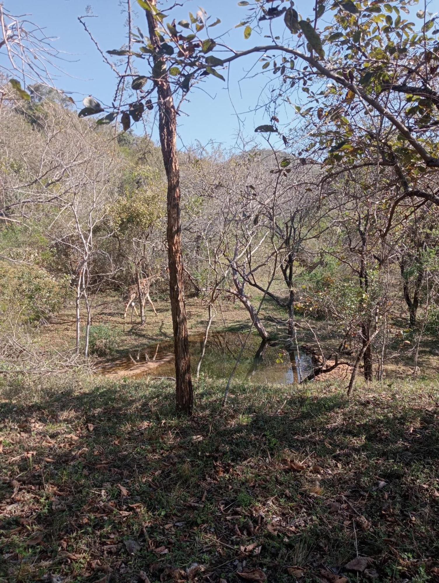 Hazyview Bogarts Villa Dış mekan fotoğraf